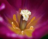 Tulip Interior_48509-10